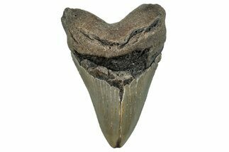 Serrated, Fossil Megalodon Tooth - North Carolina #258047