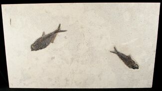 Knightia & Diplomystus Fossil Fish Plate - FREE US SHIPPING #15127