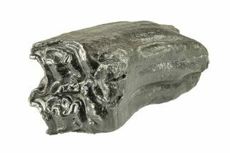 Pleistocene Aged Fossil Horse Tooth - South Carolina #251126