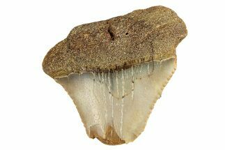 Bargain, Juvenile Fossil Megalodon Tooth From Angola - Unusual Location #258560