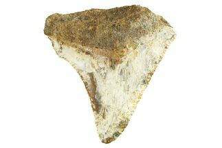 Bargain, Juvenile Fossil Megalodon Tooth From Angola - Unusual Location #258561