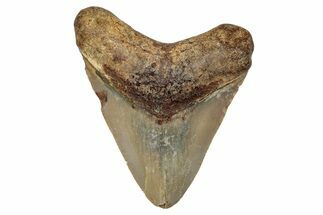 Juvenile Fossil Megalodon Tooth From Angola - Unusual Location #258588