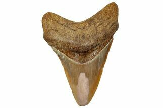 Juvenile Fossil Megalodon Tooth From Angola - Unusual Location #258591