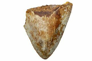 Bargain, Fossil Megalodon Tooth From Angola - Unusual Location #258601