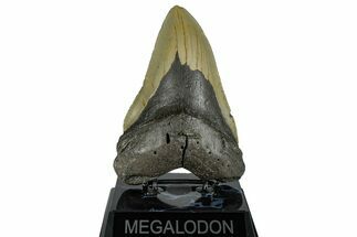 Fossil Megalodon Tooth - North Carolina #258747