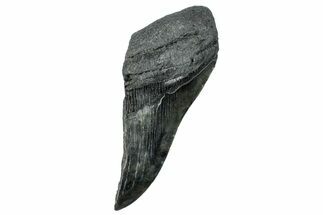 Partial Fossil Megalodon Tooth - South Carolina #250051
