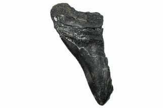 Partial Fossil Megalodon Tooth - Serrated Edge #250054