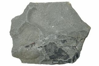 Pennsylvanian Fossil Fern (Neuropteris) Plate - Kentucky #258792