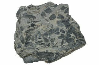 Pennsylvanian Fossil Fern (Neuropteris) Plate - Kentucky #258795