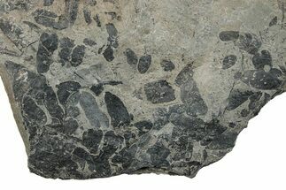 Pennsylvanian Fossil Fern (Neuropteris) Plate - Kentucky #258798