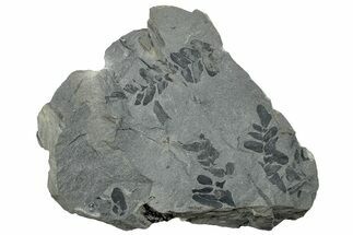 Pennsylvanian Fossil Fern (Neuropteris) Plate - Kentucky #258829