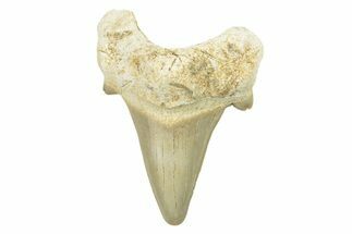 Fossil Shark Tooth (Otodus) - Morocco #257392