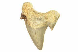Fossil Shark Tooth (Otodus) - Morocco #257394