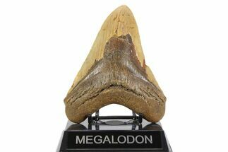 Fossil Megalodon Tooth - North Carolina #257761