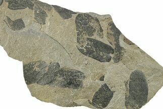 Pennsylvanian Fossil Fern (Neuropteris) Plate - Kentucky #258847