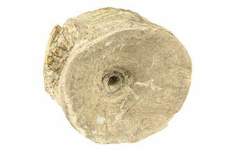 Fossil Xiphactinus (Cretaceous Fish) Vertebra - Kansas #258902