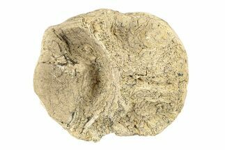 Fossil Xiphactinus (Cretaceous Fish) Vertebra - Kansas #258905