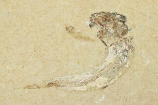 Cretaceous Fossil Fish - Lebanon #258870