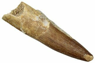Fossil Plesiosaur (Zarafasaura) Tooth - Morocco #259165