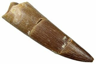 Fossil Plesiosaur (Zarafasaura) Tooth - Morocco #259166
