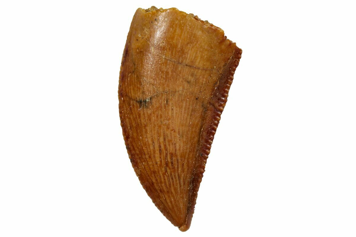 Serrated, .66" Raptor Tooth Real Dinosaur Tooth (259202) For Sale