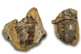Fossil Calymene Trilobite In Nodule (Pos/Neg) - Morocco #255138
