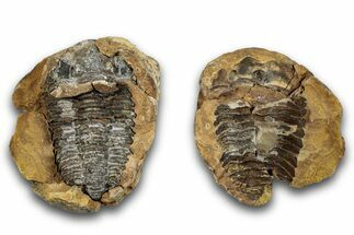 Fossil Calymene Trilobite In Nodule (Pos/Neg) - Morocco #255140