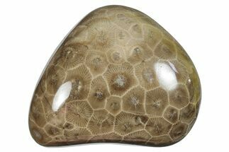 Polished Petoskey Stone (Fossil Coral) - Michigan #259352