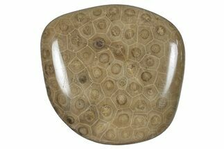 Polished Petoskey Stone (Fossil Coral) - Michigan #259354