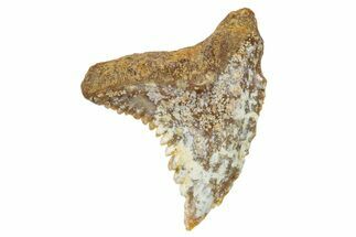 Fossil Shark Tooth (Hemipristis) - Angola #259454