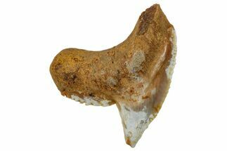 Fossil Tiger Shark Tooth (Galeocerdo) - Angola #259462