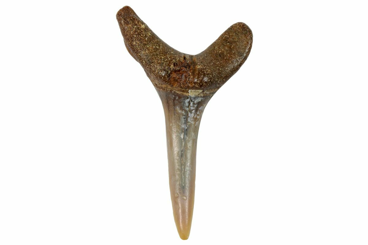 1.00" Fossil Sand Tiger Shark Tooth (Carcharias) - Angola (#259465) For