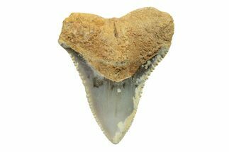 Fossil Bull Shark Tooth (Carcharhinus) - Angola #259493