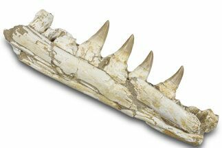 Mosasaur (Eremiasaurus?) Jaw with Four Teeth - Morocco #259672