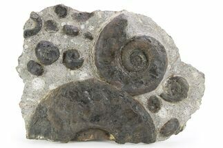Plate of Devonian Ammonite Fossils - Morocco #259696