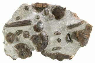 Plate of Devonian Ammonite & Cephalopod Fossils - Morocco #259697