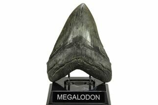 Fossil Megalodon Tooth - Beast From South Carolina #259698