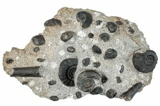 Plate of Devonian Ammonite & Cephalopod Fossils - Morocco #259734