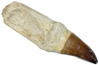 Fossil Rooted Mosasaur (Prognathodon) Tooth - Morocco #259749
