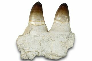 Mosasaur Jaw Section with Two Huge Teeth - Morocco #259760