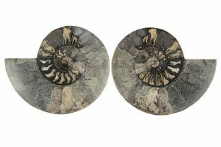 Cut & Polished Ammonite Fossil - Unusual Black Color #256305