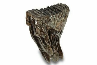 Fossil Woolly Mammoth Molar - Siberia #259879