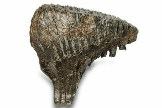 Fossil Woolly Mammoth Molar - Siberia #259882