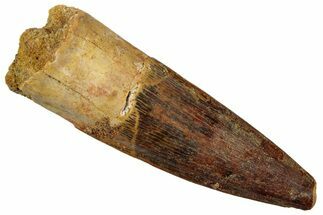 Fossil Spinosaurus Tooth - Real Dinosaur Tooth #258996