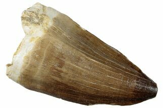 Fossil Mosasaur (Prognathodon) Tooth - Morocco #259981