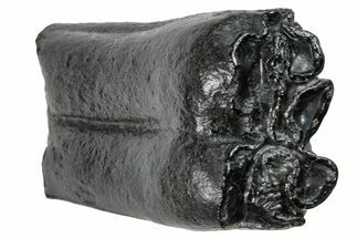 Pleistocene Aged Fossil Horse Tooth - South Carolina #260010