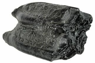 Pleistocene Aged Fossil Horse Tooth - South Carolina #260015