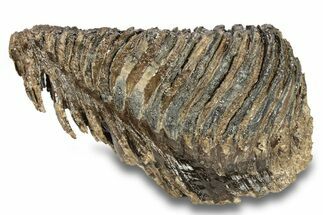 Fossil Woolly Mammoth Molar - Siberia #260004