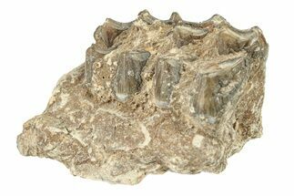 Oreodont (Merycoidodon) Jaw Section - South Dakota #260064