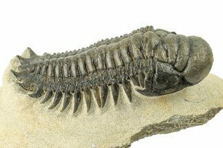 Detailed Crotalocephalina Trilobite - Atchana, Morocco #251050